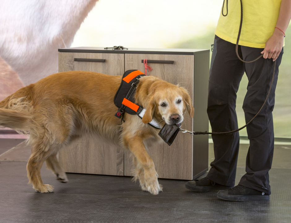 Guide Dog School Case Study Hero
